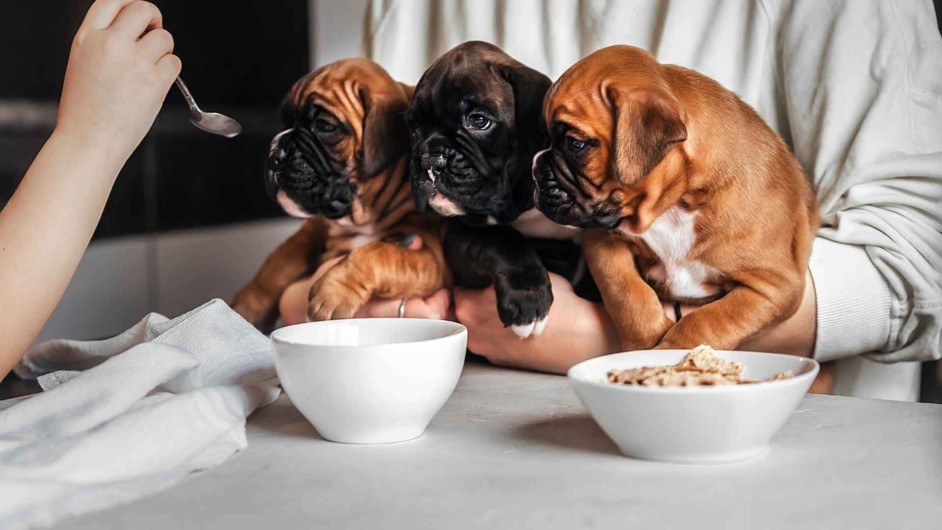 Perro cachorro alimentandose